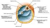 Anatomie: heup,bovenbeen,knie,onderbeen,enkel,voet,acetabulum,collum femoris,trachanter,femur,epicondyl,meniscus,kruisband,cruciate ligament,patella,knieschijf,tibia,fibula,malleolus,talus,calcaneus,tarsus,metatarsus,phalanx,falanx,quadriceps femoris,rectus femoris,sartorius,tensor fasciae latae,tractus iliotibialis,biceps femoris,gastrocnemius,semimembranosus,semitendinosus,soleus,suralis,vena saphena parva,vena saphena magna,sciatic,ischiadicus,peronea